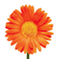 Informasjon om Blomster